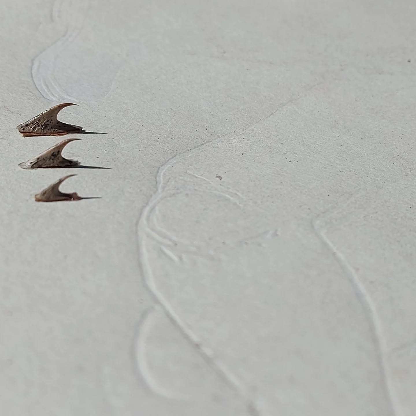 Evelien VErschroeven activisme doorns blinddruk